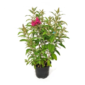 Buddleija davidii 'Butterfly Candy Little Ruby' / Rózsaszín virágú törpe nyáriorgona