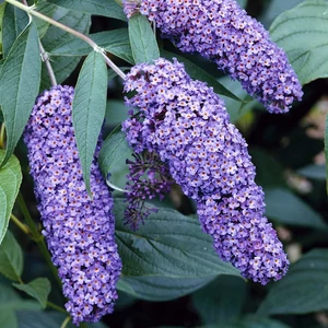 Buddleja davidii 'Nanho Blue' / Lila virágszínű nyáriorgona
