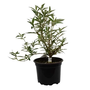 Buddleja daividii 'Black Knight' / Sötétlila virágszínű nyáriorgona
