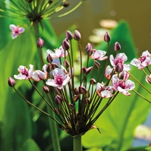 Butomus umbellatus / Virágkáka