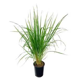 Calamagrostis brachytricha / Koreai nádtippan