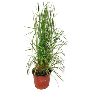 Calamagrostis x acutiflora 'Karl Foerster' / Nádtippan