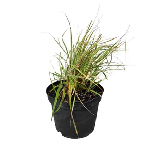 Calamagrostis x acutiflora 'Overdam' / Tarka nádtippan