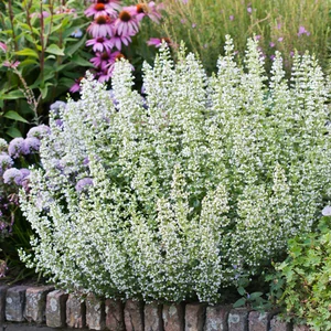 Calamintha nepeta 'Marvelette White' / Fehér virágú mirigyes pereszlény