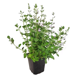 Calamintha nepeta 'Marvelette Blue' / Lila virágú mirigyes pereszlény