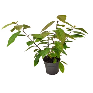 Callicarpa bodinieri 'Dart's Profusion' / Kínai lilabogyó