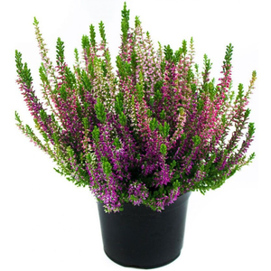 Calluna vulgaris 'Beauty Ladies Trio' / Közönséges csarab (fehér, rózsaszín és lila összeültetés)