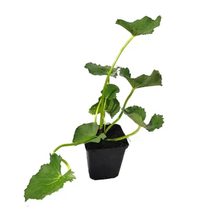 Caltha palustris / Mocsári gólyahír