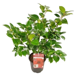 Camellia japonica / Japán kamélia