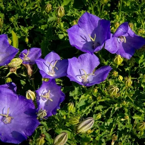 Campanula carpathica 'Pristar Deep Blue' / Lila virágú kárpáti harangvirág