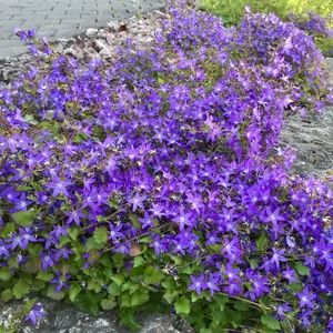 Campanula poscharskyana 'Blue Rivulet ' / Balkáni harangvirág