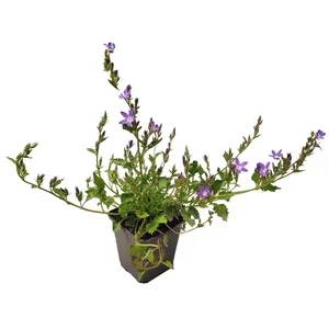 Campanula poscharskyana 'Stella' / Balkáni harangvirág