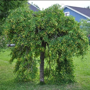 Caragana arborescens 'Pendula' / Csüngő borsófa