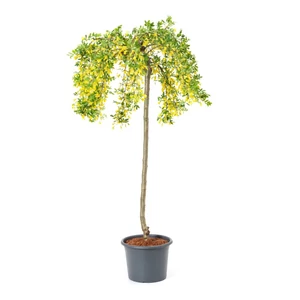 Caragana arborescens 'Pendula' / Csüngő borsófa