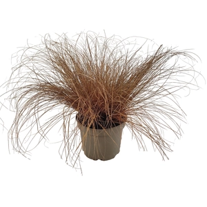 Carex comans ‘Bronze Form’ / Bronz sás
