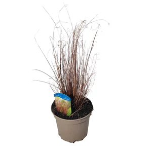 Carex buchananii ‘Red Rooster’ / Bőrlevelű sás
