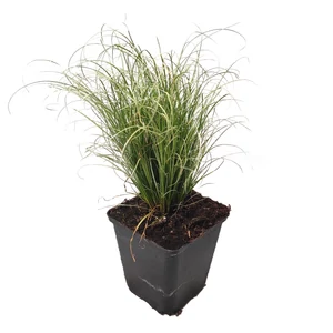 Carex comans ‘Frosted Curls’ / Új-Zélandi sás
