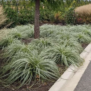 Carex 'Feather Falls'  / Tarkalevelű sás