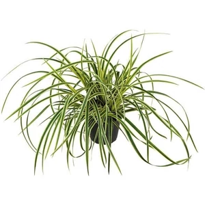Carex morrowii 'Ice Dance' / Tarka sás
