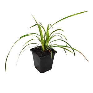 Carex morrowii 'Ice Dance' / Tarka sás
