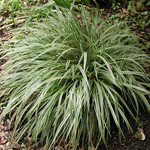 Carex 'Silver Sceptre'  / Japán sás