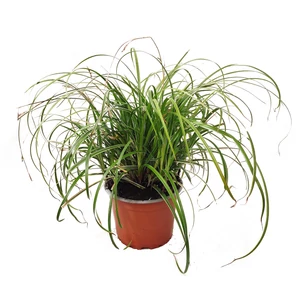 Carex 'Silver Sceptre'  / Japán sás