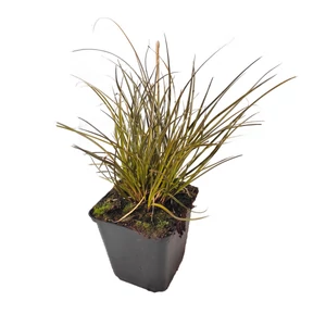 Carex testacea  / Narancsos sás, rézvörös sás