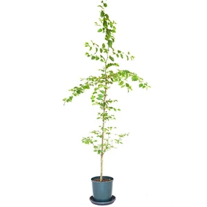 Carpinus betulus 'Fastigiata' / Oszlopos gyertyán