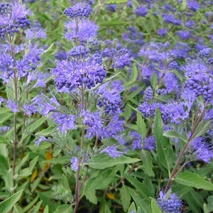 Caryopteris x clandonensis 'Heavenly Blue' / Angol kékszakáll