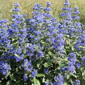 Caryopteris x clandonensis 'Grand Bleu' / Kékszakáll