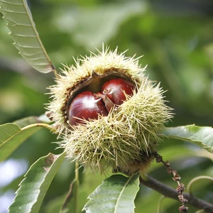 Castanea sativa / Szelídgesztenye fa