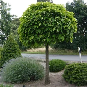 Catalpa bignonioides 'Nana' / Gömb szivarfa (földlabdás)