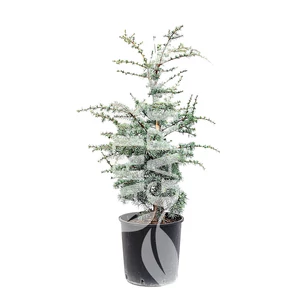 Cedrus atlantica 'Glauca' / Kék atlasz cédrus