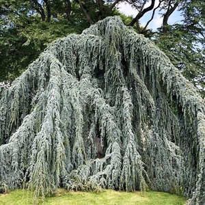 Cedrus atlantica 'Glauca pendula' / Csüngő atlasz cédrus