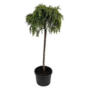 Cedrus deodara 'Feelin Blue' / Kék terülő himalája cédrus (féltörzses)