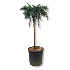 Cedrus deodara 'Feelin Blue' / Kék terülő himalája cédrus (1/4 törzses)