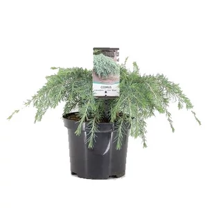 Cedrus deodara 'Feelin Blue' / Kék terülő himalája cédrus