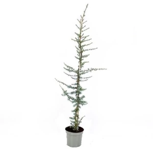 Cedrus libani / Libanoni cédrus