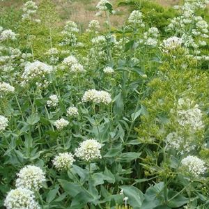 Centranthus ruber 'Albus' / Fehér sarkantyúvirág
