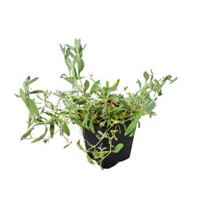 Cerastium tomentosum / Molyhos madárhúr