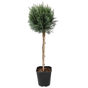Chamaecyparis lawsoniana 'Columnaris' / Kék hamisciprus (törzses)