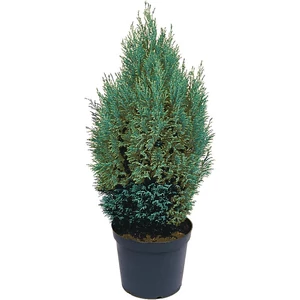 Chamaecyparis lawsoniana 'Ellwoodii' / Oregoni hamisciprus (földlabdás)