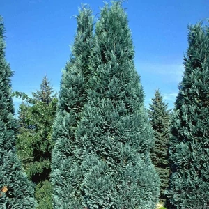 Chamaecyparis lawsoniana 'Pelt's Blue' / Kék hamisciprus (földlabdás)