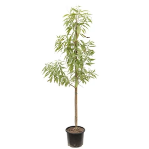 Chitalpa x tashkentensis / Tashkenti trombitafa