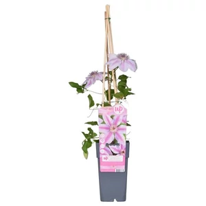 Clematis 'Nelly Moser' / Rózsaszín - fehér tarka virágú iszalag