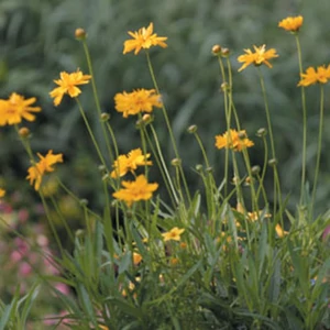 Coreopsis grandiflora 'Early Sunrise' / Nagyvirágú menyecskeszem
