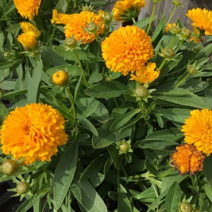 Coreopsis grandiflora 'Golden Sphere' / Nagyvirágú menyecskeszem