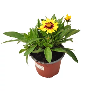 Coreopsis grandiflora 'UpTick Yellow and Red' / Nagyvirágú menyecskeszem