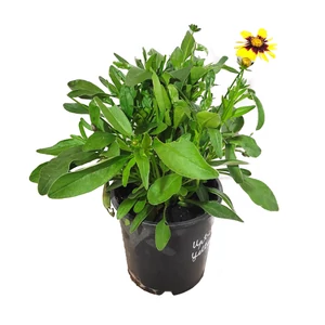 Coreopsis grandiflora 'UpTick Yellow and Red' / Nagyvirágú menyecskeszem