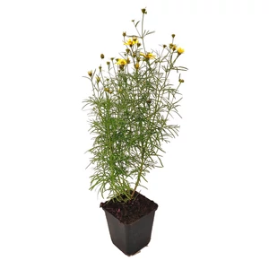 Coreopsis verticillata 'Zagreb' / Sárga virágszínű keskenylevelű menyecskeszem